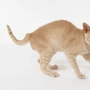 Foreign Cream Oriental shorthaired cat with angular, flat-topped head and lithe body, standing with arched back