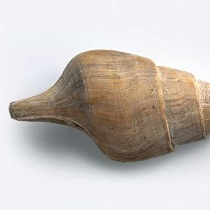 Fossilised Clavithes shell (a type of sea snail), Palaeocene-Pliocene period