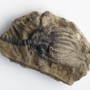 Fossilized Crinoid