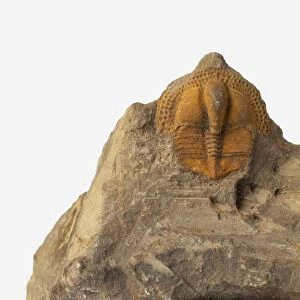Fossilized Onnia trilobite
