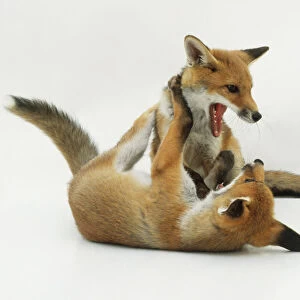 Two fox cubs (Vulpes vulpes) playing