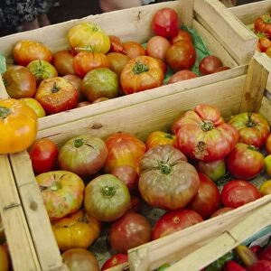 France, Antibes, Tomatoes in crate at vegetable market