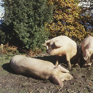 France, Corsica, three pigs, one lying down on the ground