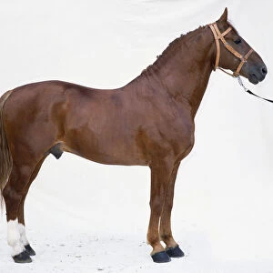 Frederiksborg horse, chestnut coloured body, reddish-gold mane and tail, mane plaited, white sock markings on hind legs, wearing pale leather bridle, standing, side view