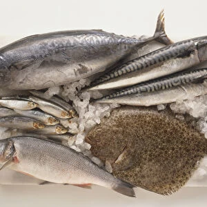 Fresh Fish popular in Turkey, Palamut, Bonito, Hamsi, Anchovies, Levrek, Sea bass, Uskumru, Mackerel, and Kalkan, Turbot, arranged on a chopping board