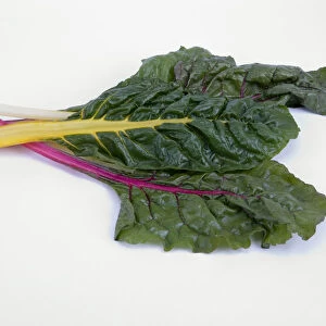 Fresh organic Beta vulgaris var. cicla (Rainbow Chard), with green leaves and purple, yellow, and white stems