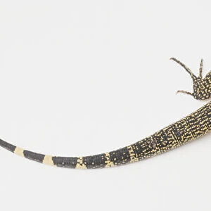 Fringe-Toed Lizard (Uma notata), view from above