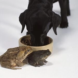 Two frogs sitting next to dog bowl with dog eating from the bowl