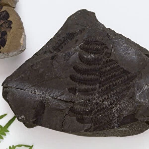 Fronds of Fern called Asterotheca preserved as fossil