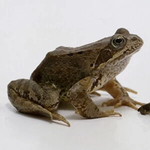 Fully grown frog with froglet, side view, brown, sitting, big and small