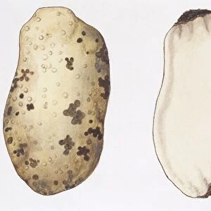 Fungi on potato tubers, illustration
