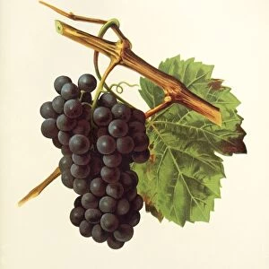 Gamay d Orleans grape, illustration by J. Troncy