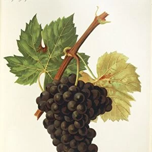 Gamay Tete de Negre grape, illustration by J. Troncy