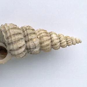Gastropods - Cirsotrema: Cirsotrema lamellosum (Wentletrap shell), Pliocene era