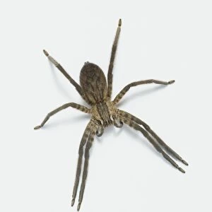 Giant house spider (Tegenaria gigantea), view from above