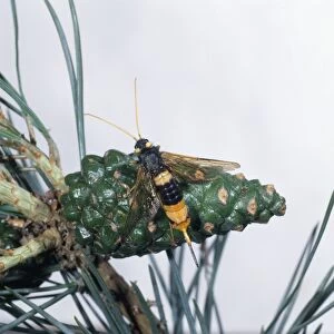 Giant wood wasp (Urocerus gigas), a type of sawfly, perching on cone, close-up