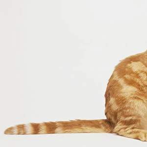 Ginger cat (Felis silvestris catus), sitting, with its tail stretched out flat on floor behind, and looking up, side view
