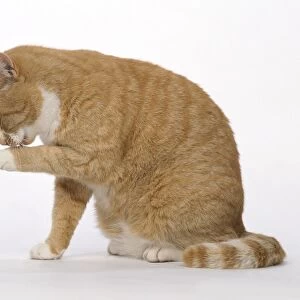 Ginger cat licking its paw, side view