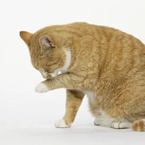 Ginger cat licking one of its white paws, ready to wash its face