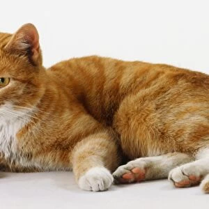 Ginger Shorthaired Cat (Felis catus) lying on its side, front view