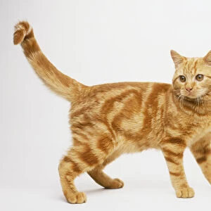 Ginger tabby Cat (Felis catus) standing, side view