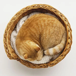 Ginger Tabby Cat (Felis silvestris catus) curled up in basket, view from above