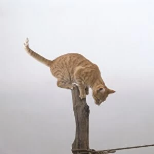 Ginger tabby cat looking down from top of wood post