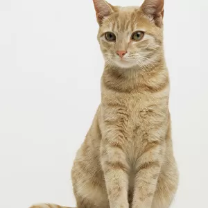 Ginger tabby cat sitting