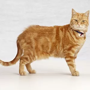 Ginger tabby cat, standing, looking at camera