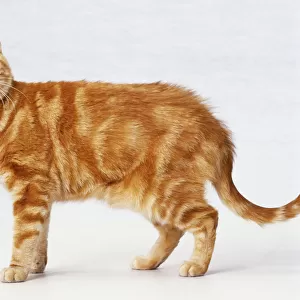 Ginger tabby cat standing, white markings on chin and neck, wearing collar with tag, side view