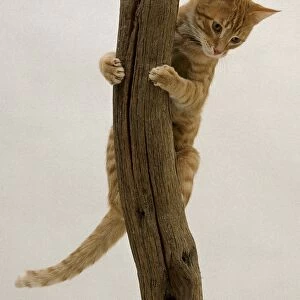 A ginger tabby domestic cat coming down a tree trunk