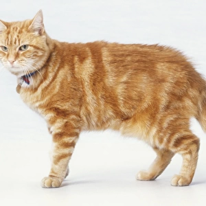 Ginger tabby Domestic Cat (Felis catus) standing, side view