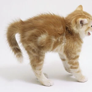 Ginger Tabby Kitten (Felis catus) standing and arching its back, side view