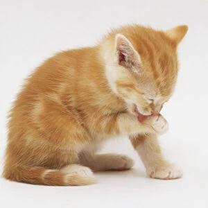Ginger and white kitten (Felis catus) licking its front paw, side view