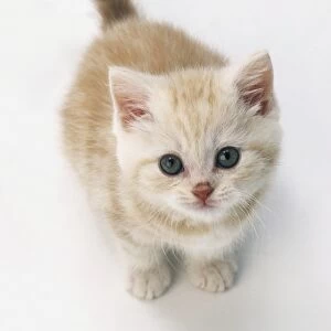 Ginger and white tabby kitten, looking up