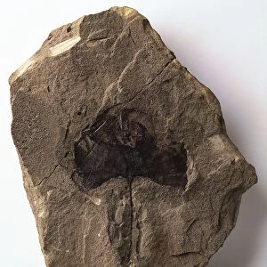 Ginkgo: Compression fossil in mudstone