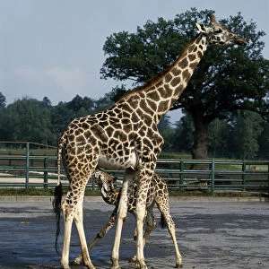 Giraffa camelopardalis, young giraffe stoops down and twists its head to feed beneath its mother in an outdoor enclosure