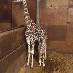 Giraffe mother with baby (Giraffa camelopardalis) standing together in stable, front view