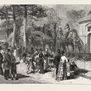 The Giraffes in the Jardin D acclimatation, Paris, France, Engraving 1876