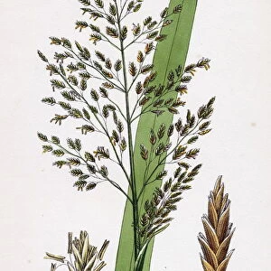 Glyceria aquatica, Reed Meadow-grass