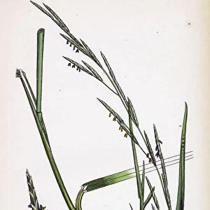 Glyceria eu-fluitans, Floating Meadow-grass