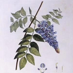 Glycine (Glycine frutescens), Henry Louis Duhamel du Monceau, botanical plate by Pierre Joseph Redoute
