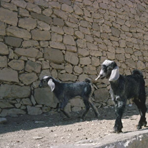Two goat kids walking down a dust track next to wall, at Thebes-Luxor, Egypt