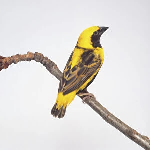 Golden bishop (Euplectes afer), yellow and black bird on a branch, side view