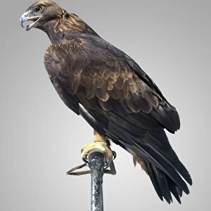 Golden Eagle (Aquila chrysaetos) perching on metal bar