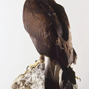 Golden Eagle (Aquila chrysaetos) on a rock, view from behind
