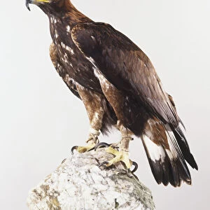 Golden eagle (Aquila chrysaetos) standing on a rock
