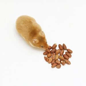 Golden Hamster (Cricetus cricetus) feeding on pile of nuts, view from above