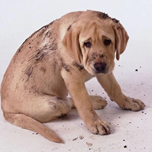 Golden labrador puppy covered in mud sitting down with head bent forwards