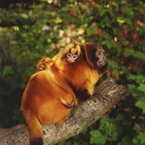 Golden Lion Tamarins, leontopithecus rosalia, adult carrying baby on its back climbing tree branch, side view